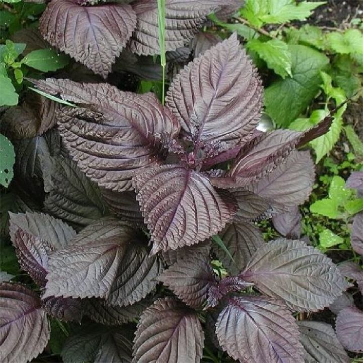 400 Red Shiso Korean Perilla Leaf Kkaennip Seeds