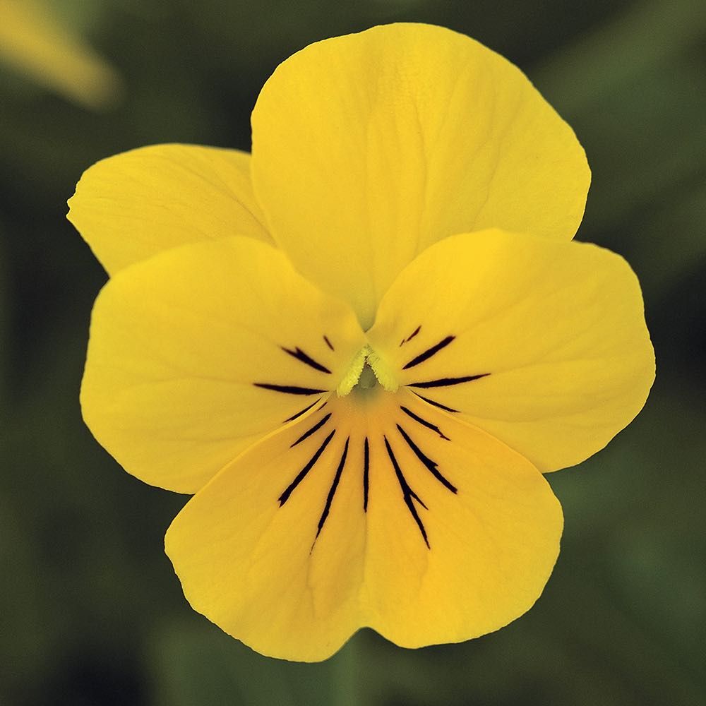 100 Sorbet Lemon Chiffon Pansy Flower Seeds