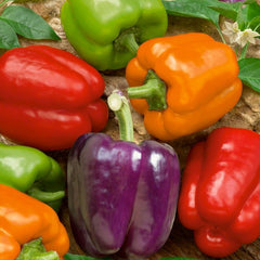 150 Mixed Sweet Bell Pepper Vegetable Heirloom Seeds