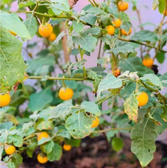 150 Thai Bitter Eggplant Seeds