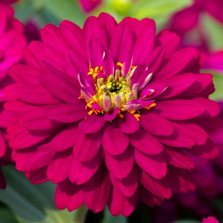 300 Giant Purple Zinnia Flower Seeds