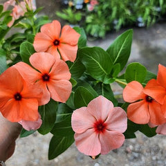 100 Orange Vinca Flower Seeds Madagascar Periwinkle