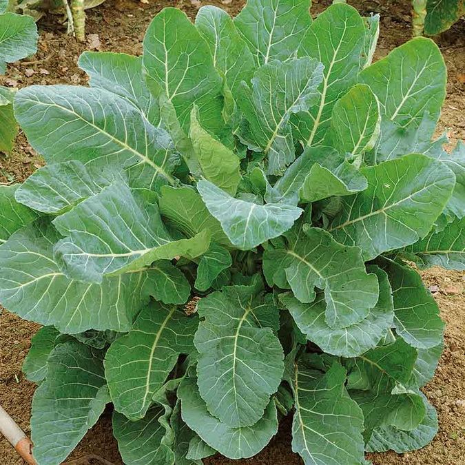 300 Georgia Southern Collards Vegetable Heirloom Non-Gmo Seeds