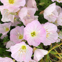 2000 Pink Evening Primrose Flower Seeds