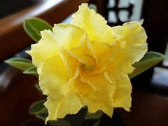 10 Thai Yellow Adenium obesum Double layer (Desert Rose) Bonsai Seeds Fresh Flower New Seeds (Original Thai Seeds)