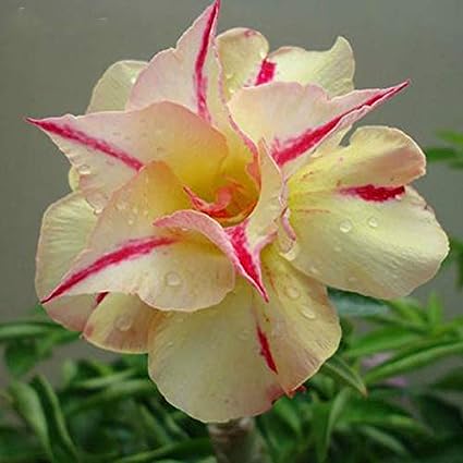 10 Thai Yellow Line Adenium obesum Double layer (Desert Rose) Bonsai Seeds Fresh Flower New Seeds (Original Thai Seeds)