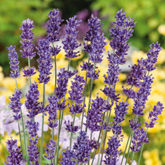 300 English Lavender Ellagance Purple Flower Seeds