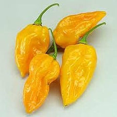 25 Devil's Tongue Chili Pepper Seeds