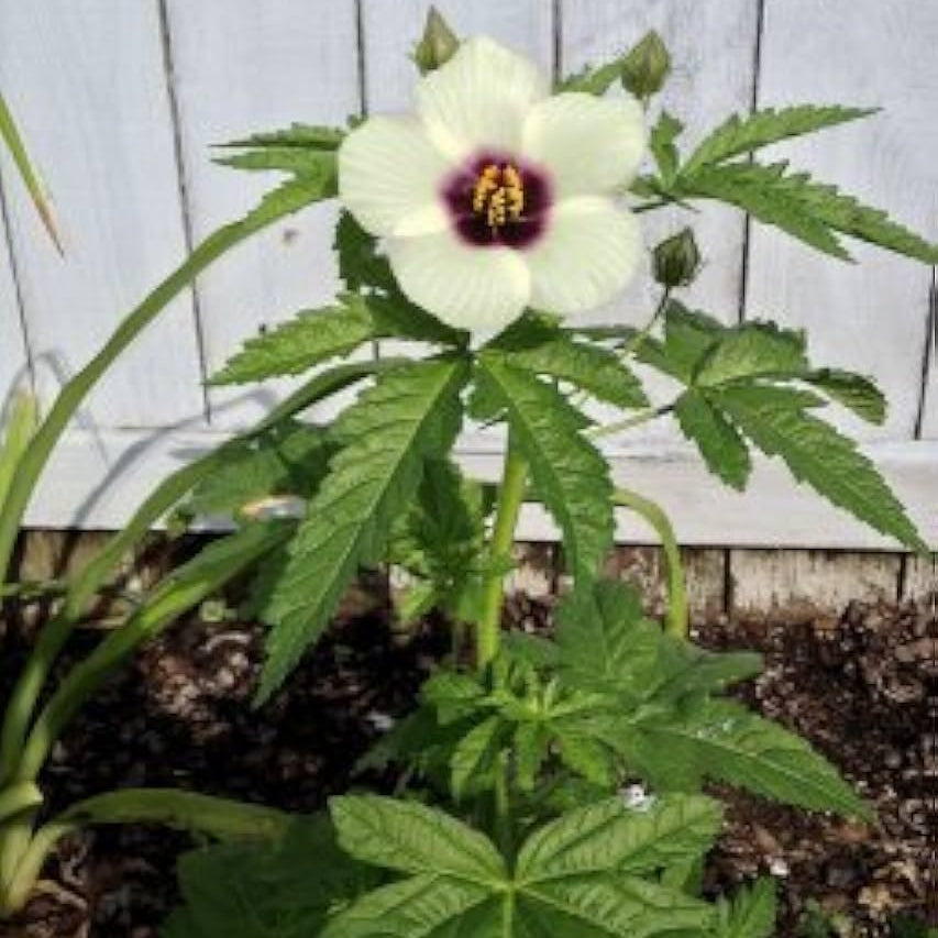 40 Kenaf Deccan Hemp Java Jute Hibiscus Cannabinus Seeds