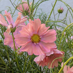 500 Apricotta Cosmos Flower Seeds