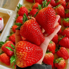 100 Amaou Giant Japan Strawberry Fruit Seeds