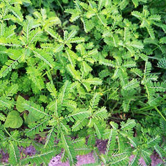 200 Seed Under Leaf Egg Woman Stonebreaker Gale of the Wind Phyllanthus Urinaria Seeds