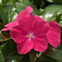 100 Dark Red Vinca Flower Seeds Madagascar Periwinkle