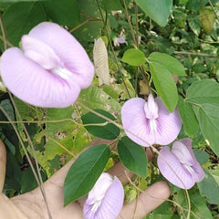 35 Butterfly Bean Centrosema Pubescens Benth Seeds