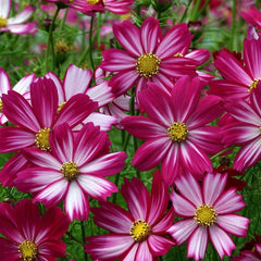 500 Red-White Cosmos Flower Seeds
