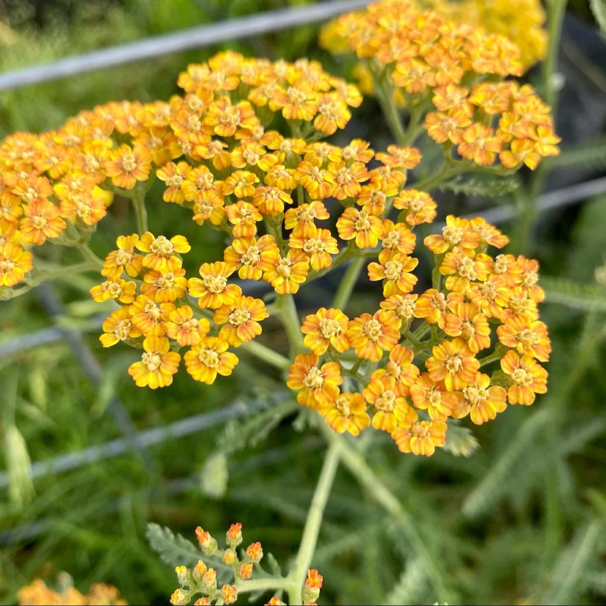 500 Yellow Yarrow Flower Achillea Millefolium Seeds