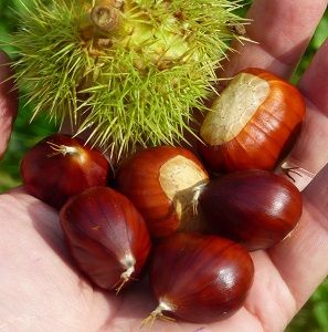 20 Chestnut Seeds Sweet Chestnut Castanea Sativa