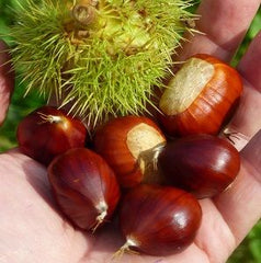 20 Chestnut Seeds Sweet Chestnut Castanea Sativa