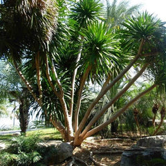 20 Thai Dracaena Loureiroi Dracaena Cochinchinensis Dragon's Blood Tree Seeds