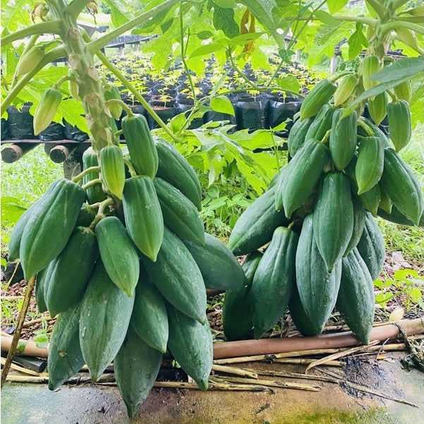 50 Thai Kaeo Klang Dong Papaya Fruit Seeds