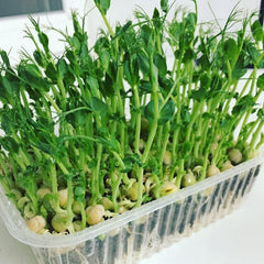 200 Green Pea Sprouts Microgreen Non-GMO Seeds Pea Shoots