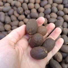 10 Seeds Bismarck Palm Bismarckia nobilis Palm Seeds