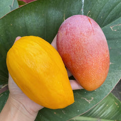 8 Guifei Mango Tropical Fruit Mangifera Indica L. Seeds