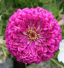 100 Purple Zinnia California Giant Flower Seeds Big Blooms