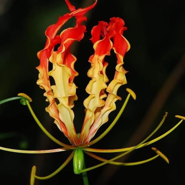10 Orange Flame Lily Gloriosa superba L Seeds