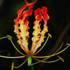 10 Orange Flame Lily Gloriosa superba L Seeds