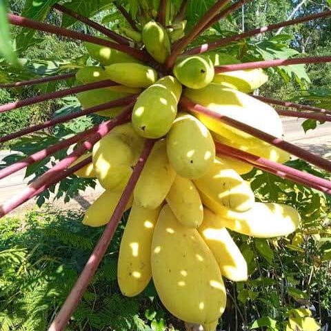 Bunch of yellow papayas growing on a tree