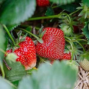 100 Ozark Beauty Everbearing Strawberry Fruit Organic Sweet Non-GMO Seeds