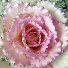 Close-up of a pink ornamental cabbage with a detailed center.