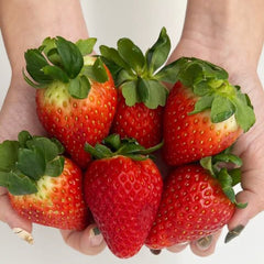 100 Jukhyang Red Korean Giant Strawberry Seeds