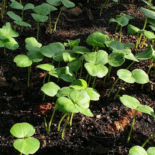 300 Roselle Sprouts Microgreen Seeds