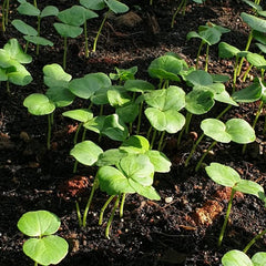 300 Roselle Sprouts Microgreen Seeds