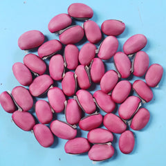 12 Red Sword Bean Canavalia Gladiata Seeds