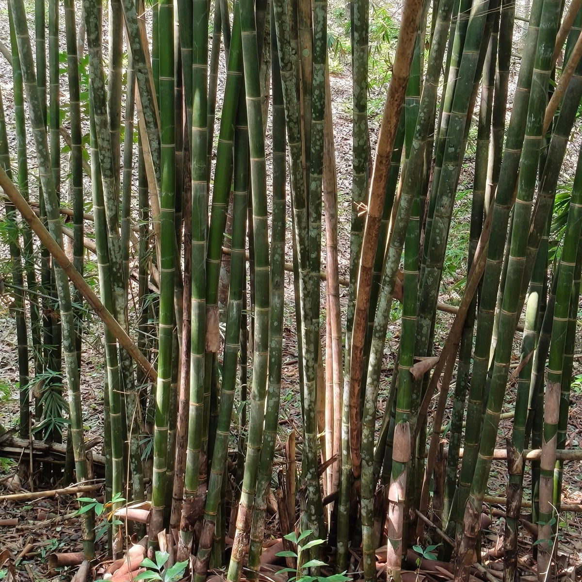 50 Gigantochloa Bamboo Seeds
