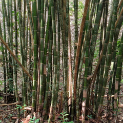 50 Gigantochloa Bamboo Seeds