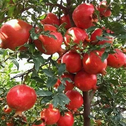 Red pomegranates hanging from a tree with green leaves.