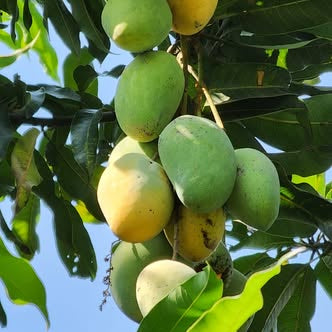 Mangoes hanging from a tree with green leaves