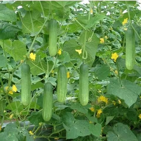 100 Speed Max Thai Cucumber Vegetable Seeds