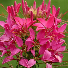 200 Pink Cleome Flower Spider Flower Seeds