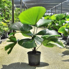 10 Vanuatu Fan Palm Ruffled Fan Palm Palas Payung Seeds