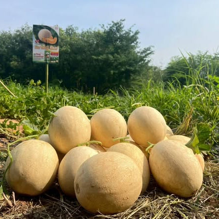 Group of cantaloupes on the ground with a sign in the background