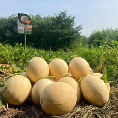 Group of cantaloupes on the ground with a sign in the background