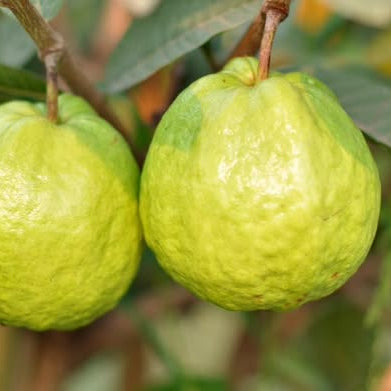 Two green guava fruits on a branch with leaves.