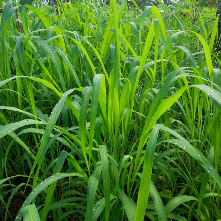 5000 Mun River Guinea Pasture Grass Seeds