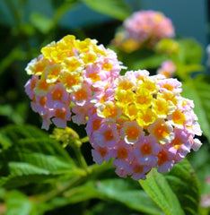 100 Pink Lantana Camara Flower Seeds