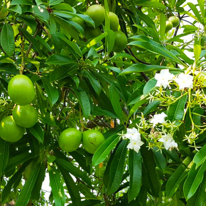 30 Blackboard Tree Devil Tree White Cheesewood Seeds